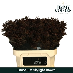 Limonium Painted Skylight Brown 80cm 30gr.