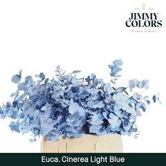 Eucalyptus Cinerea Painted Light Blue Per Bunch 70cm 200gr.