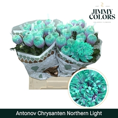 Chrysanth Single Painted Antonov Northern Light 70cm 110gr.