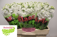 Matthiola Phantom White 55cm
