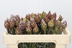 Leucadendron Rubrum 50cm
