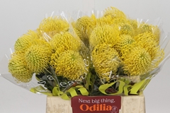 Leucospermum High Gold 40cm