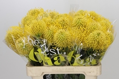 Leucospermum High Gold 60cm