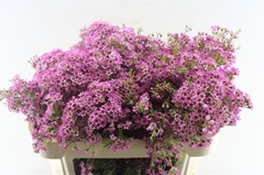 Chamelaucium Kalbarri 70cm 75gr.