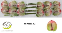 Anthurium Fortezza 13cm Hd
