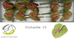 Anthurium Pistache 15cm Hd