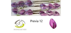 Anthurium Previa 13cm Hd