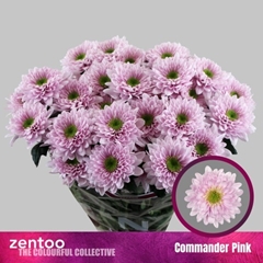Chrysanth Spray Commander Pink 70cm 90gr.
