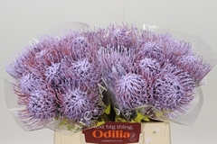 Leucospermum Painted Milka 40cm