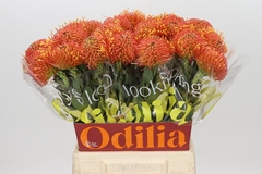 Leucospermum Gold Dust 50cm