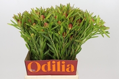 Leucadendron Ayoba Cherry Pearl 50cm Spray