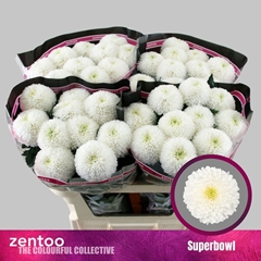 Chrysanth Single SuperBowl 70cm 85gr.