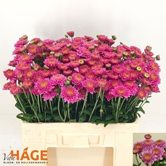 Chrysanth Spray Blenda Purper 55cm 70gr.