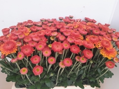 Chrysanth Spray Blenda Salmon 60cm