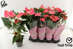 Anthurium Maine 14Ø 50cm
