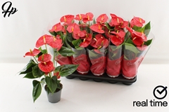 Anthurium Esudo 12Ø 40cm