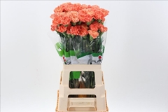 Dianthus Single Hermes Orange 70cm