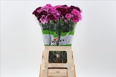 Dianthus Single Rainbow Purple 70cm
