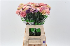 Dianthus Single Mix Per Bunch 70cm