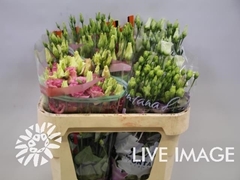 Eustoma Single Mix 70cm