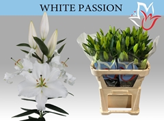 Lily Oriental White Passion 80cm 5+