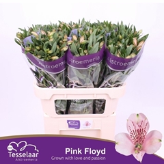 Alstroemeria Pink Floyd 75cm 60gr.