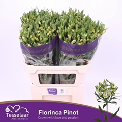 Alstroemeria Florinca Pinot 75cm