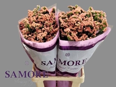 Limonium Sinuatum Royal Orange 70cm 30gr.