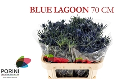 Eryngium Planum Magical Blue Lagoon 70cm