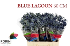 Eryngium Planum Magical Blue Lagoon 60cm