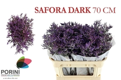 Limonium Safora Dark Blue 70cm 45gr.