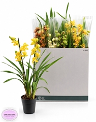 Cymbidium Mixed 14Ø 85cm 2st