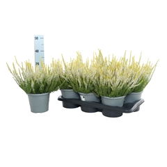 Calluna Beauty Ladies Mix 17Ø 25cm