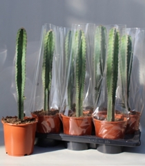 Cereus Pe Florida 17Ø 80cm