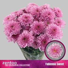 Chrysanth Spray Fabienne Sweet 70cm 90gr.