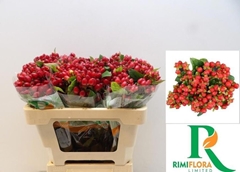 Hypericum Magical Triumph 50cm