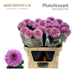 Chrysanth Single Marielle 85cm 130gr.