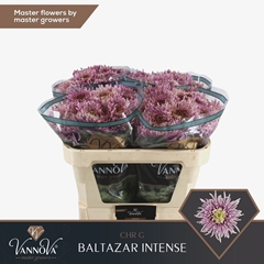 Chrysanth Single Balthazar Intense 75cm 85gr.