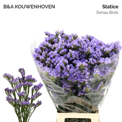 Limonium Sinuatum Donau Birds 75cm 30gr.