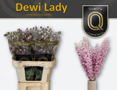 Delphinium Double Dewi Lady 80cm