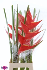 Heliconia Iris 90cm