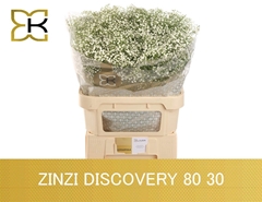 Gypsophila Paniculata Zinzi Discovery 80cm 30gr.