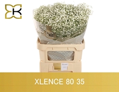 Gypsophila Paniculata Xlence 80cm 35gr.