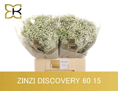 Gypsophila Paniculata Zinzi Discovery 60cm 15gr.