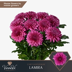 Chrysanth Single Lamira 70cm 85gr.