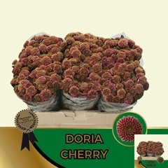 Chrysanth Santini Doria Cherry 55cm 56gr.
