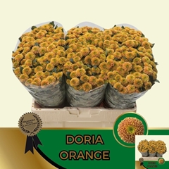 Chrysanth Santini Doria Orange 55cm 56gr.