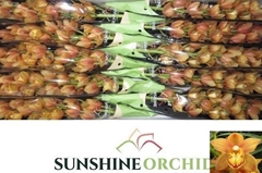 Cymbidium Mini Orange Beauty 60cm