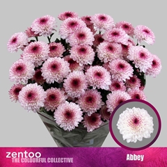 Chrysanth Spray Abbey 70cm 75gr.