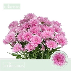 Chrysanth Spray Baltica Pink 70cm 95gr.